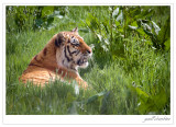 Female tiger at Knowsley Safari Park (2)