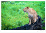Young lioness on log at Knowsley