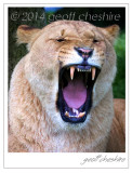 Lion roaring at Knowsley
