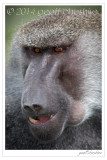 Elder Hamadryas Baboon