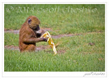 Baby Hamadryas Baboon feeding