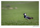 Lone Lapwing
