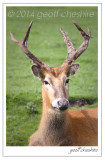 Axis Deer at rest