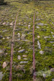 Old tracks, Birkenhead Docks