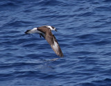 Black-capped Petrel