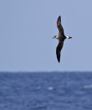 Black-capped Petrel