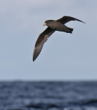 101120 Northern Fulmar 6743.jpg