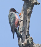 Lewiss Woodpecker