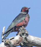 Lewiss Woodpecker