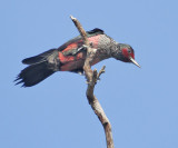 Lewiss Woodpecker