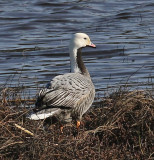 Emperor Goose