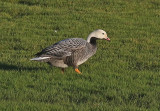 Emperor Goose