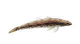 Tupong, Congolli or Freshwater Flathead (Pseudaphritis urvillii)
