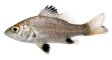 Juvenile Australian Bass (Macquaria novemaculeata)