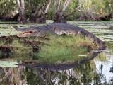 saltwater crocodile