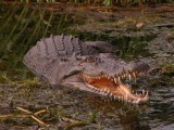 Crocodylus porosus