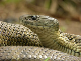 Mainland Tiger Snake