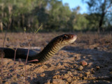 black whip snake