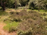Grass Snake habitat