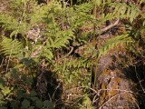 basking male adder