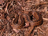 female adder