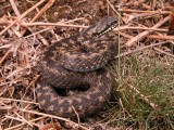 male adder getting ready to shed