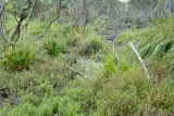 Tiger Snake habitat along the Yarra River.