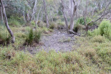 Tiger Snake habitat along the Yarra River.