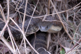 Mainland Tiger Snake