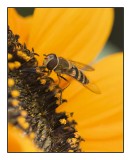 hover fly 