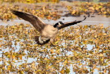 Goose landing ++.jpg