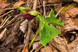 Trillium 2