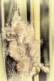 last years cattail