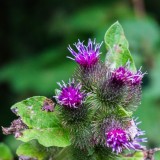 burdock