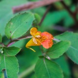 jewel weed