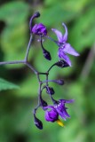 nightshade I