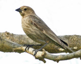 Juvenile Brown-headed Cowbird