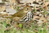 Ovenbird