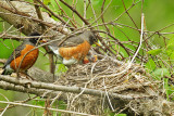 American Robin and chicks