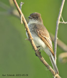 Eastern Phoebe