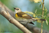 Female American Redstart