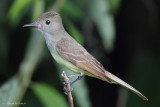 Great Crested Flycatcher