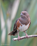 Eastern Towhee,female