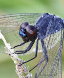 Seaside Dragonlet ,male