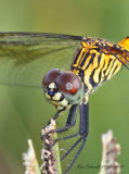 Seaside Dragonlet Dragonfly