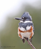 Belted Kingfisher , female