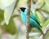 Green Honeycreeper