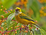 Silver-throated Tanager