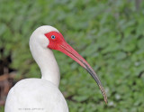 White Ibis