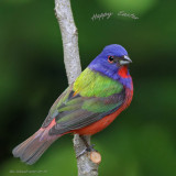  Painted Bunting